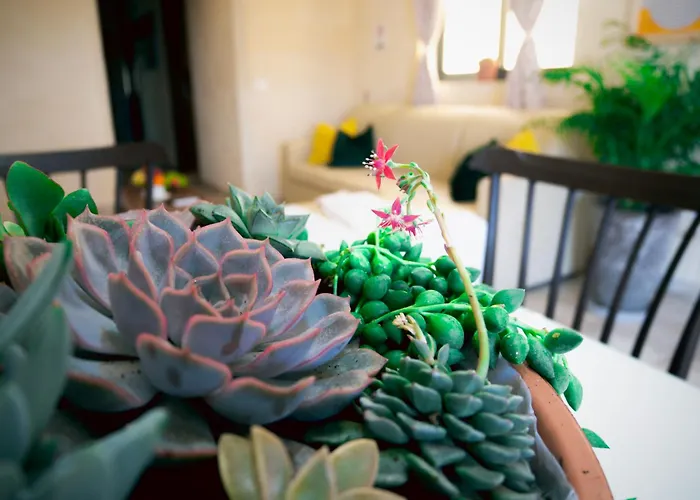 Sunshine Appartement *